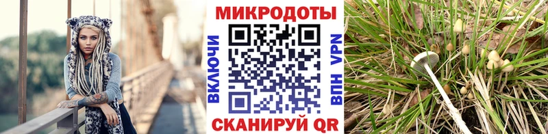 наркошоп Высоцк Псилоцибиновые грибы Psilocybe